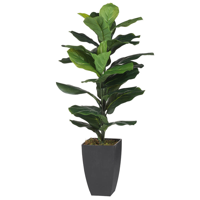 35" Fiddle Leaf Fig Plant