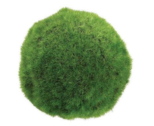 Large Moss Ball