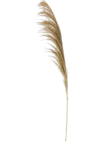 DRIED NATURAL PAMPAS STEM