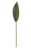 31"L PEACE LILY LEAF STEM