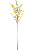 Yellow Forsythia Stem