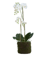 33"H WHITE ORCHID IN TWIG MOSS POT