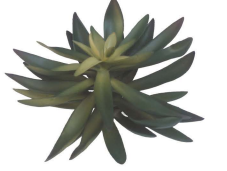 6x6 Long Leaf Green Succulent