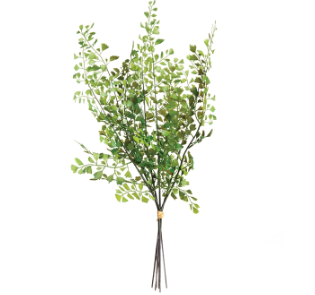 Maidenhair Fern Stems